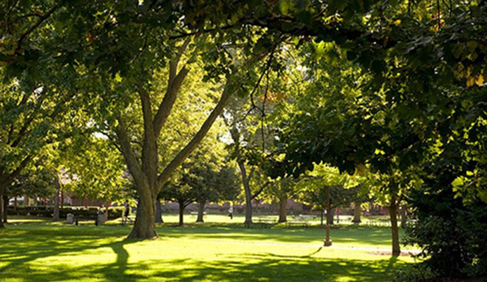Campus Tree Evaluation